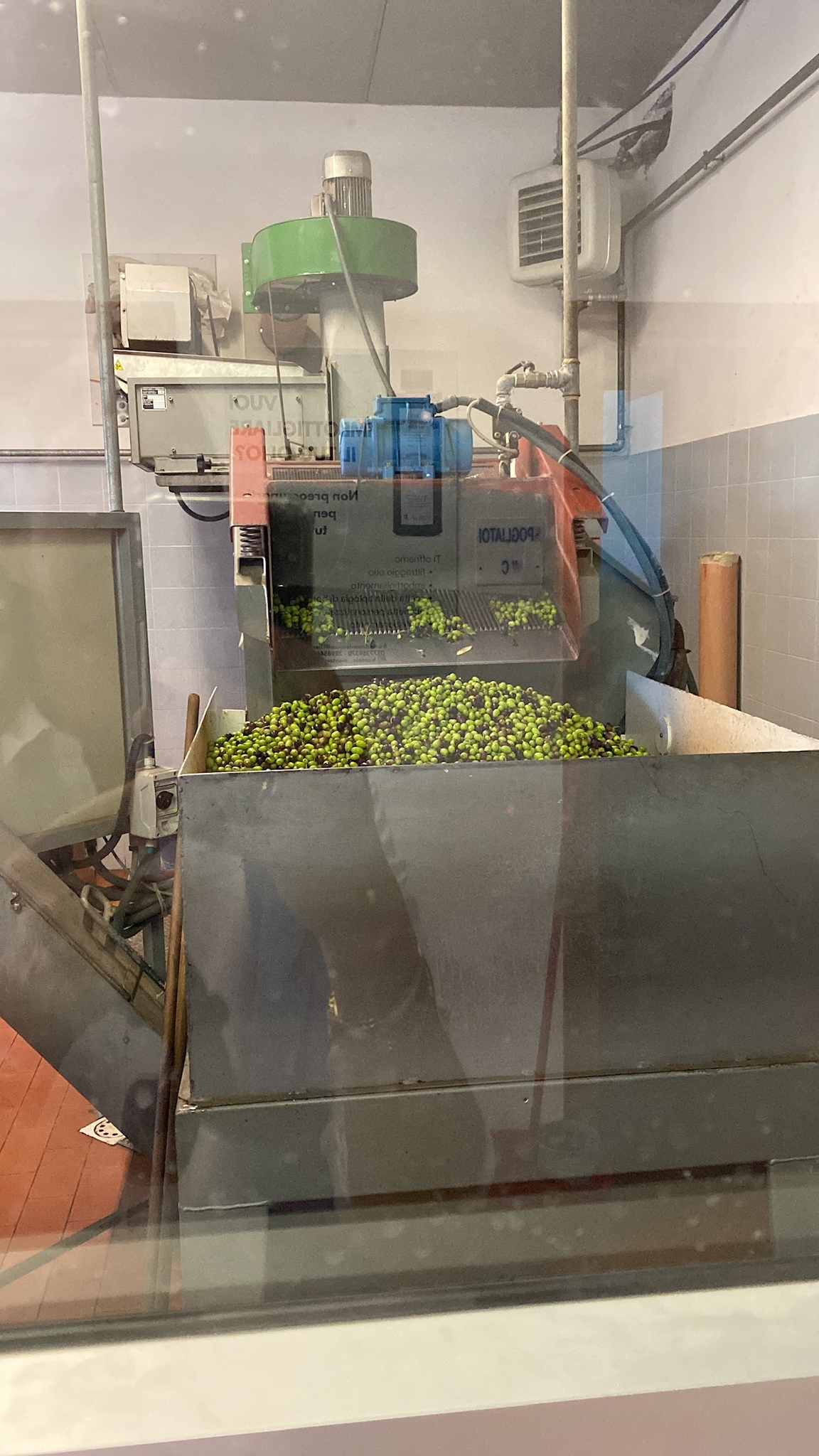 olive oil production