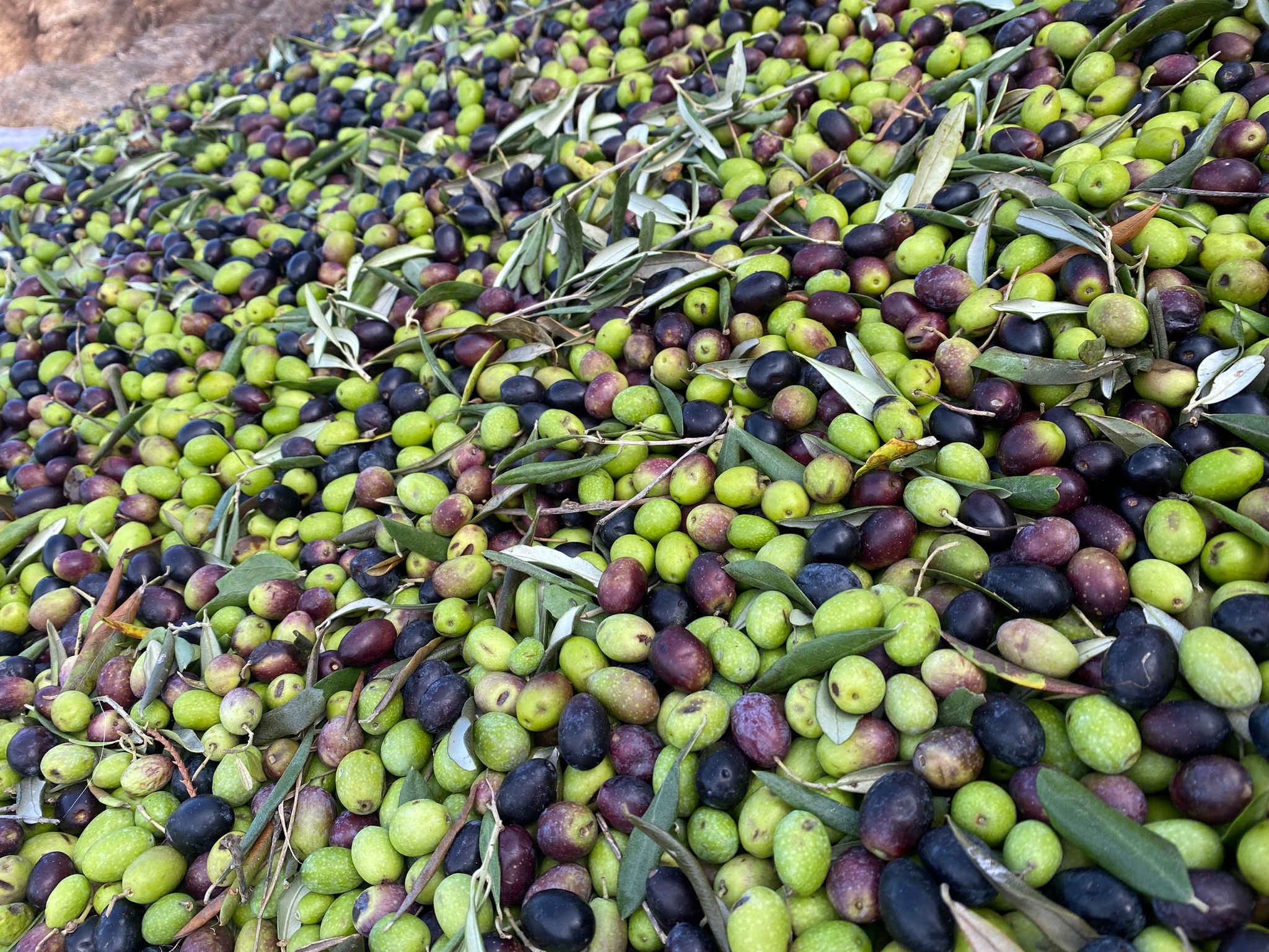 olive oil production