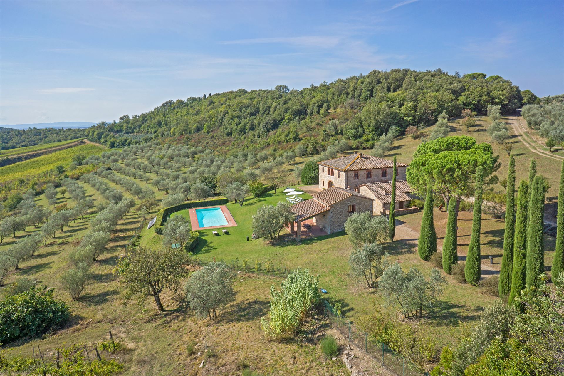 olive oil production